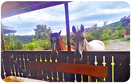 Ubytovanie na Horskom Ran�i v azyle pre zvierat� v kr�snej pr�rode